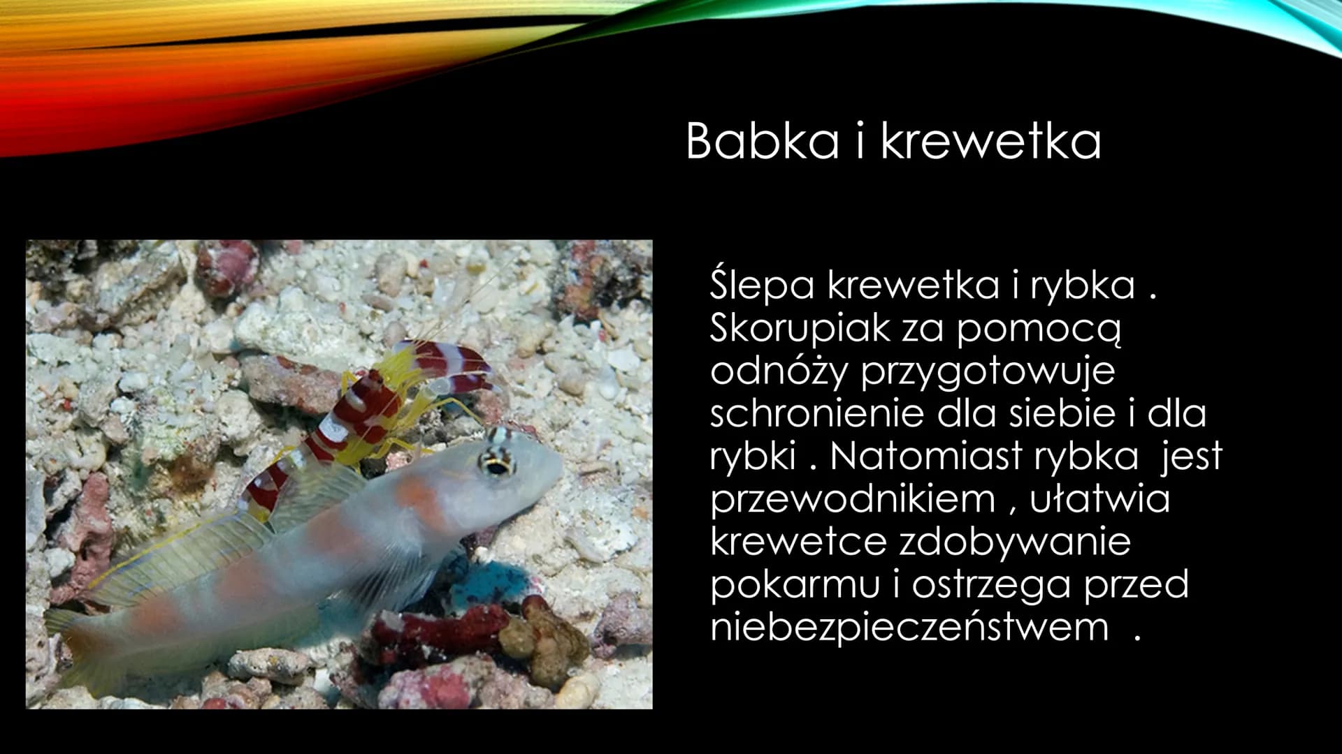 # NIEANTAGONISTYCZNE
# ZALEŻNOŚCI MIĘDZY GATUNKAMI Zależności dodatnie, zwane również nieantagonistycznymi – są to
zależności, które :
*