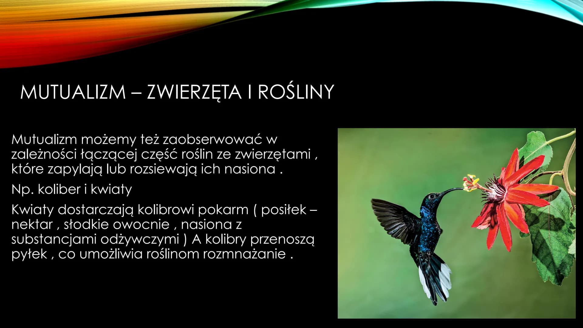 # NIEANTAGONISTYCZNE
# ZALEŻNOŚCI MIĘDZY GATUNKAMI Zależności dodatnie, zwane również nieantagonistycznymi – są to
zależności, które :
*