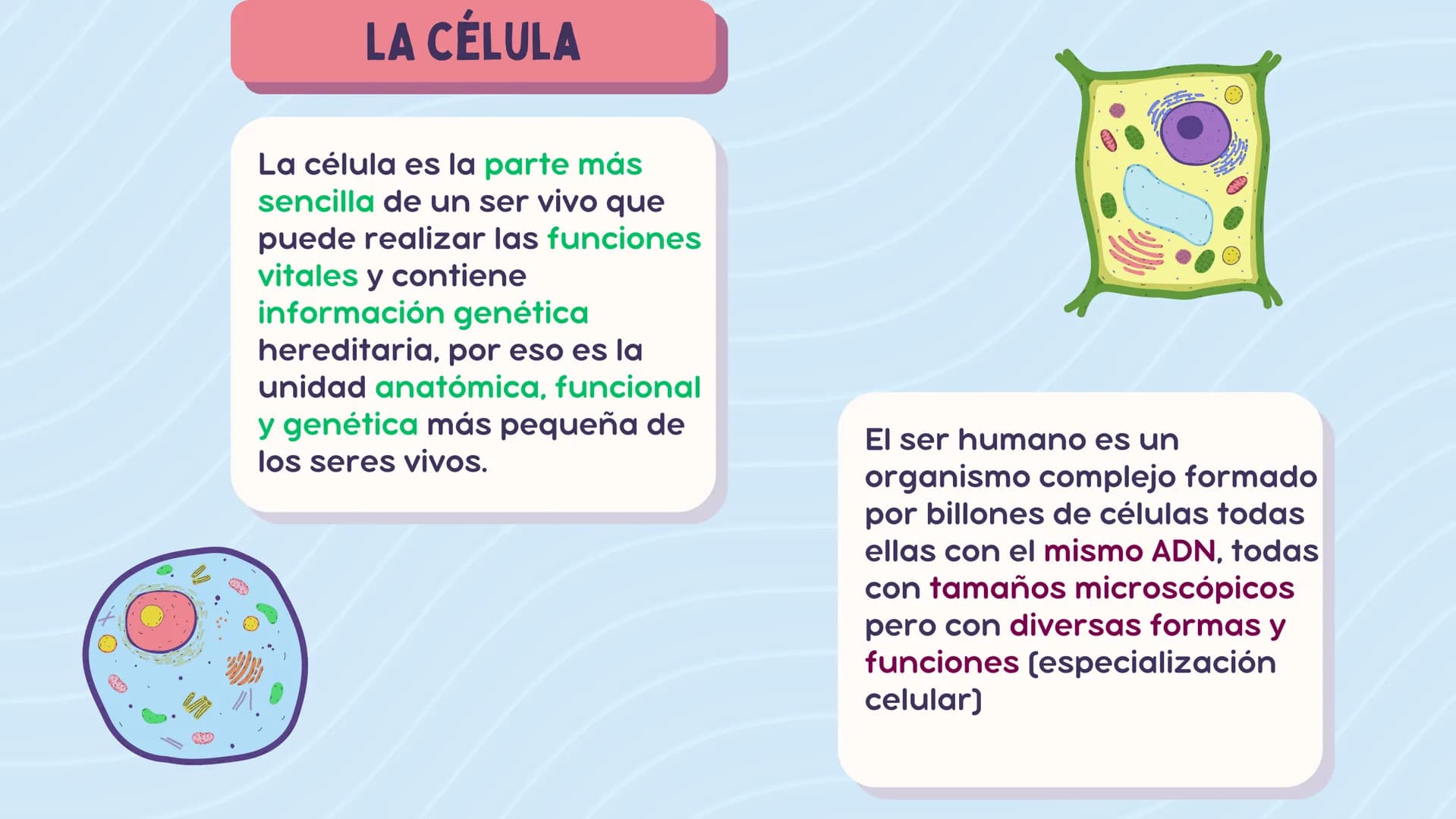 # LA CÉLULA
ANATOMÍA Nivel atómico
NIVEL DE ORGANIZACIÓN
Nivel molecular
Cuanto mayor complejidad
tenga, más complejidad
estructural y f