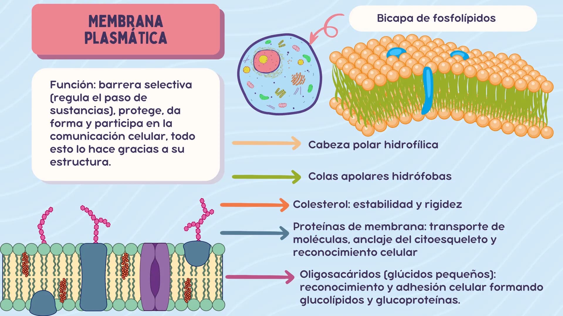 # LA CÉLULA
ANATOMÍA Nivel atómico
NIVEL DE ORGANIZACIÓN
Nivel molecular
Cuanto mayor complejidad
tenga, más complejidad
estructural y f