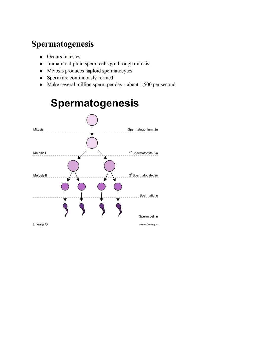 # Spermatogenesis
- Occurs in testes
- Immature diploid sperm cells go through mitosis
- Meiosis produces haploid spermatocytes
- Sperm are