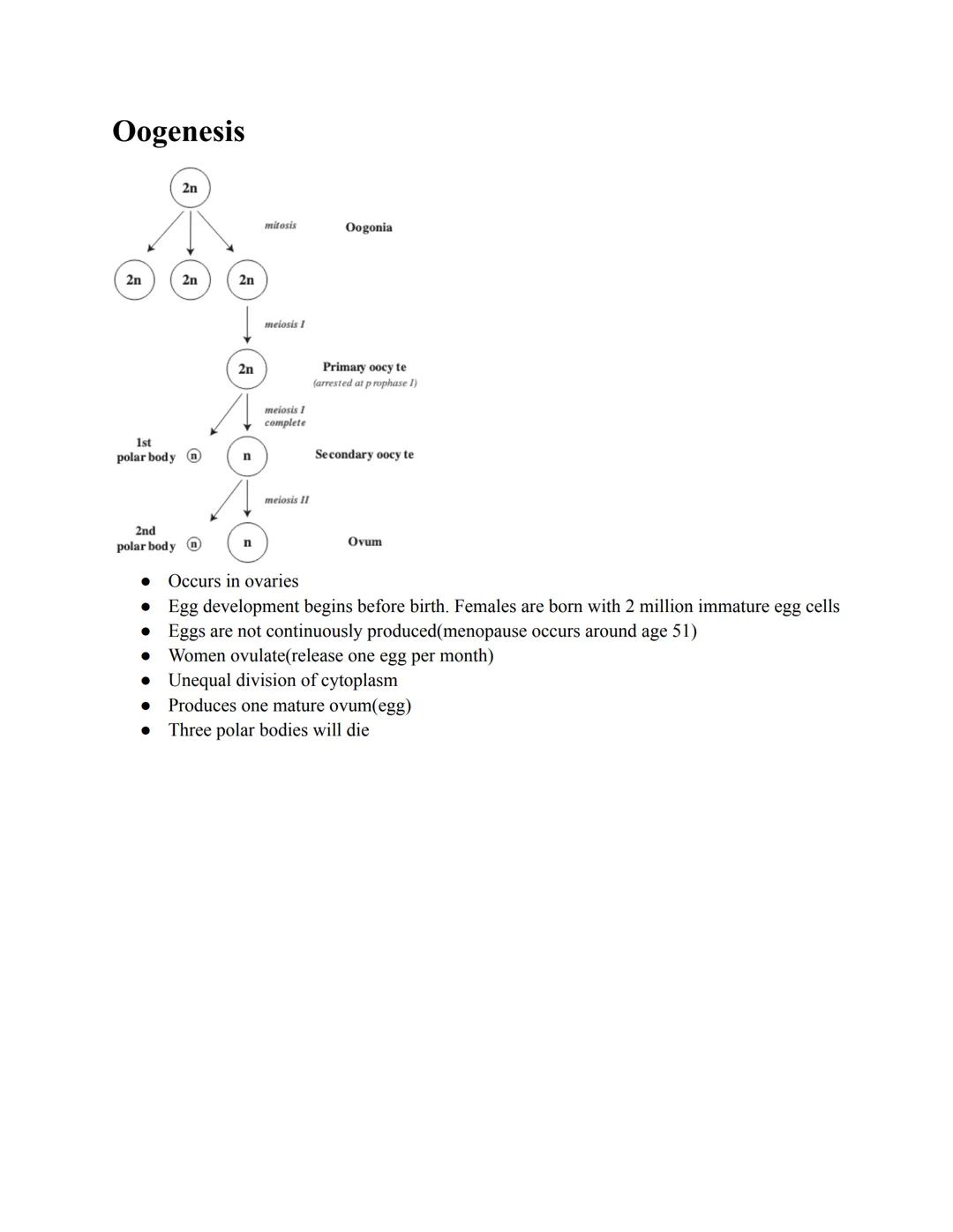 # Spermatogenesis
- Occurs in testes
- Immature diploid sperm cells go through mitosis
- Meiosis produces haploid spermatocytes
- Sperm are