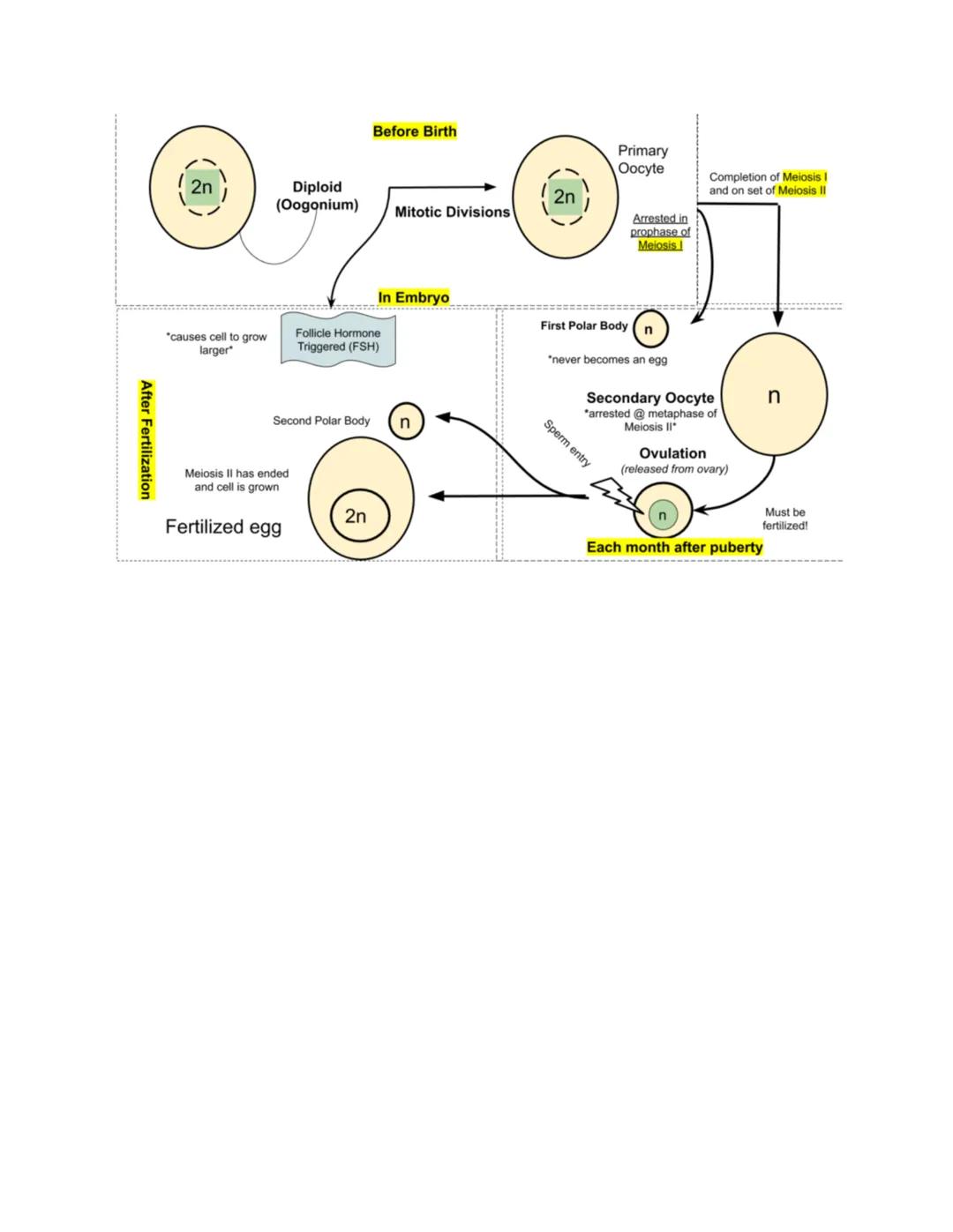 # Spermatogenesis
- Occurs in testes
- Immature diploid sperm cells go through mitosis
- Meiosis produces haploid spermatocytes
- Sperm are