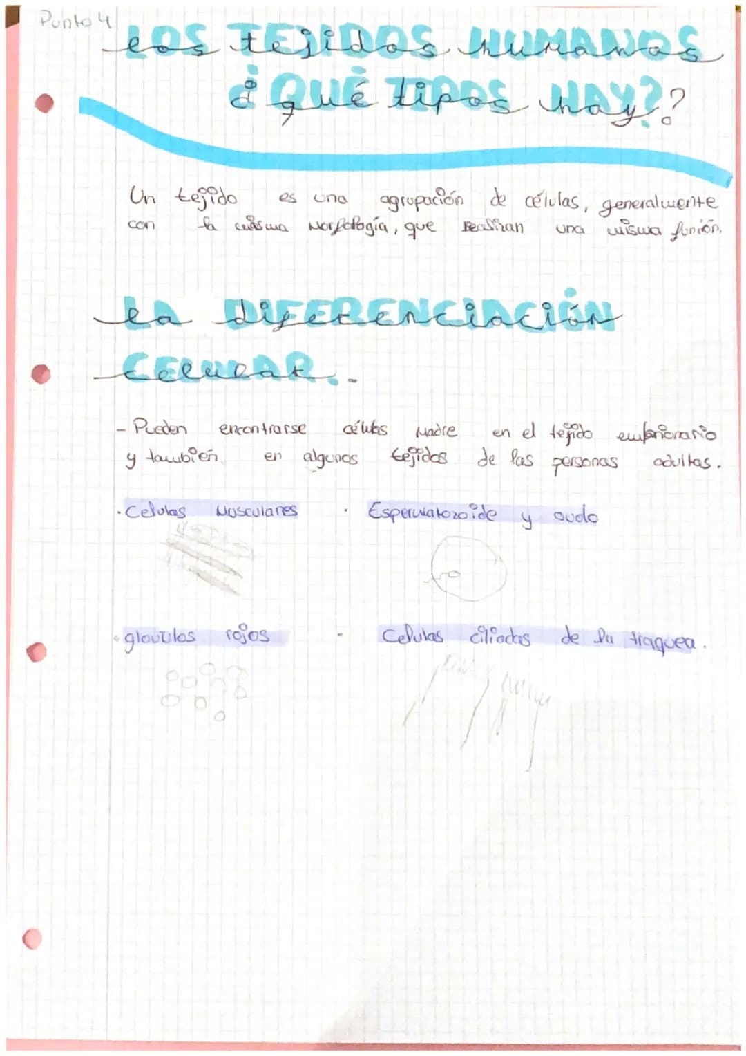 - LA ORGANIZACIÓN
Punto 1
DEL CUERPO HUMANO
NIVELES de organizaci
Los seres vivos Son organities altamente organizados y
coupleftos.
Ni