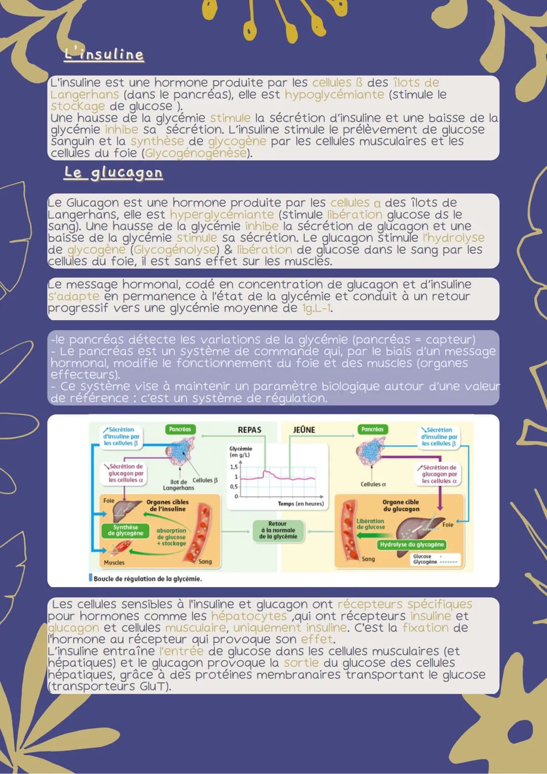 # FLUX DE GLUCOSE
1. Des flux de glucose dans l' organisme
Les cellules musculaires ont besoin de nutriments, principalement de
glucose et