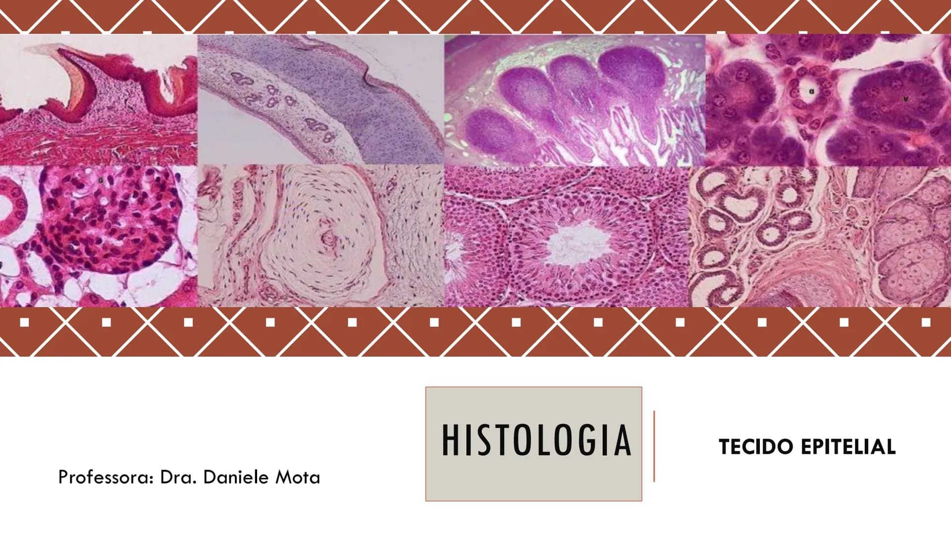 ## HISTOLOGIA
TECIDO EPITELIAL
Professora: Dra. Daniele Mota INTRODUÇÃO
■ Tecidos são conjuntos de células de forma e função
semelhantes.