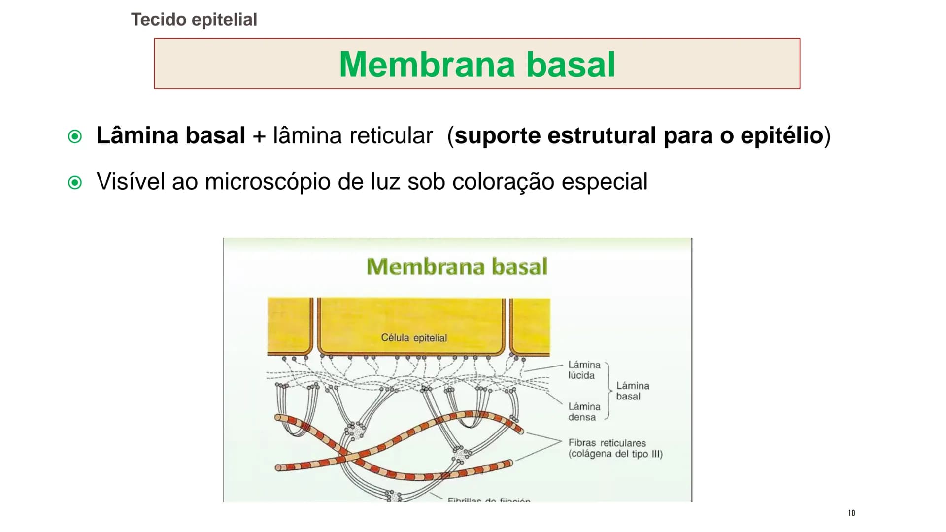 ## HISTOLOGIA
TECIDO EPITELIAL
Professora: Dra. Daniele Mota INTRODUÇÃO
■ Tecidos são conjuntos de células de forma e função
semelhantes.