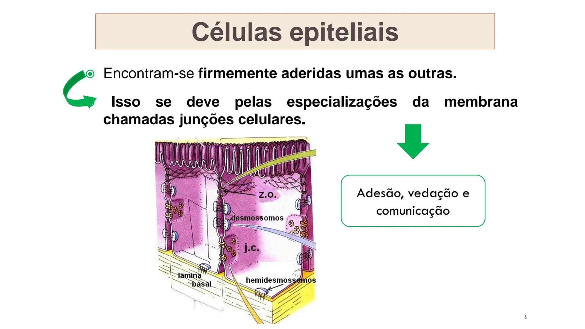 ## HISTOLOGIA
TECIDO EPITELIAL
Professora: Dra. Daniele Mota INTRODUÇÃO
■ Tecidos são conjuntos de células de forma e função
semelhantes.