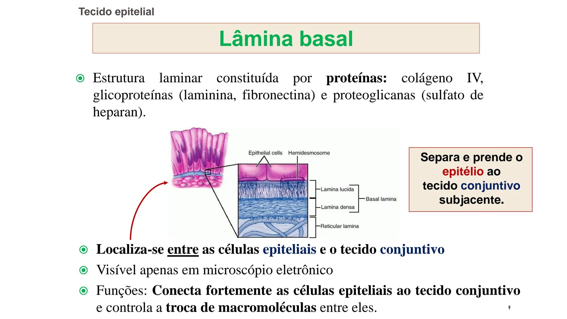 ## HISTOLOGIA
TECIDO EPITELIAL
Professora: Dra. Daniele Mota INTRODUÇÃO
■ Tecidos são conjuntos de células de forma e função
semelhantes.