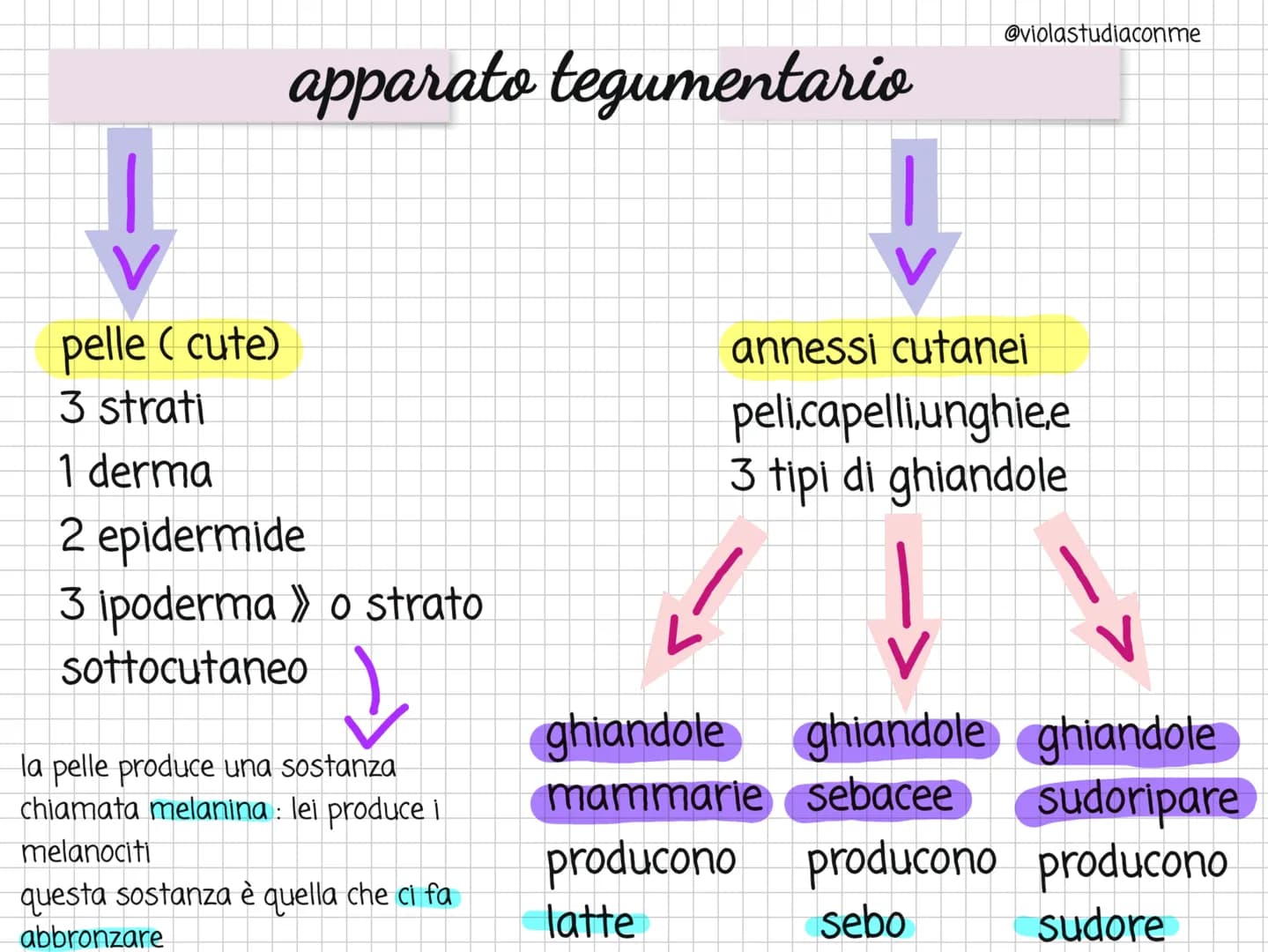 <h2>Che cos'è l'apparato tegumentario?</h2>
<p>L'apparato tegumentario è costituito dalla pelle, i capelli, le unghie e le ghiandole della