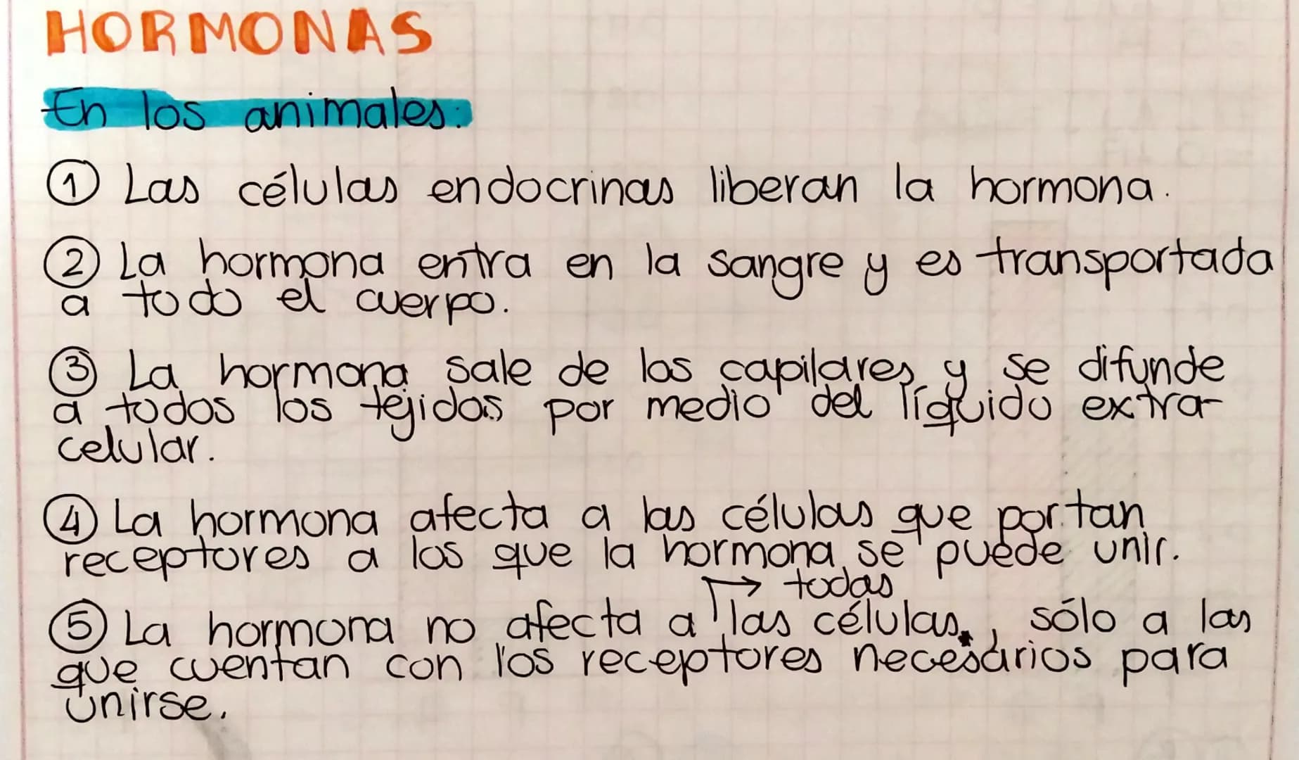 HORMONAS
En los animales:
① Las células endocrinas liberan la hormona.
② La hormona entra en la sangre y es transportada
a todo el cuerpo