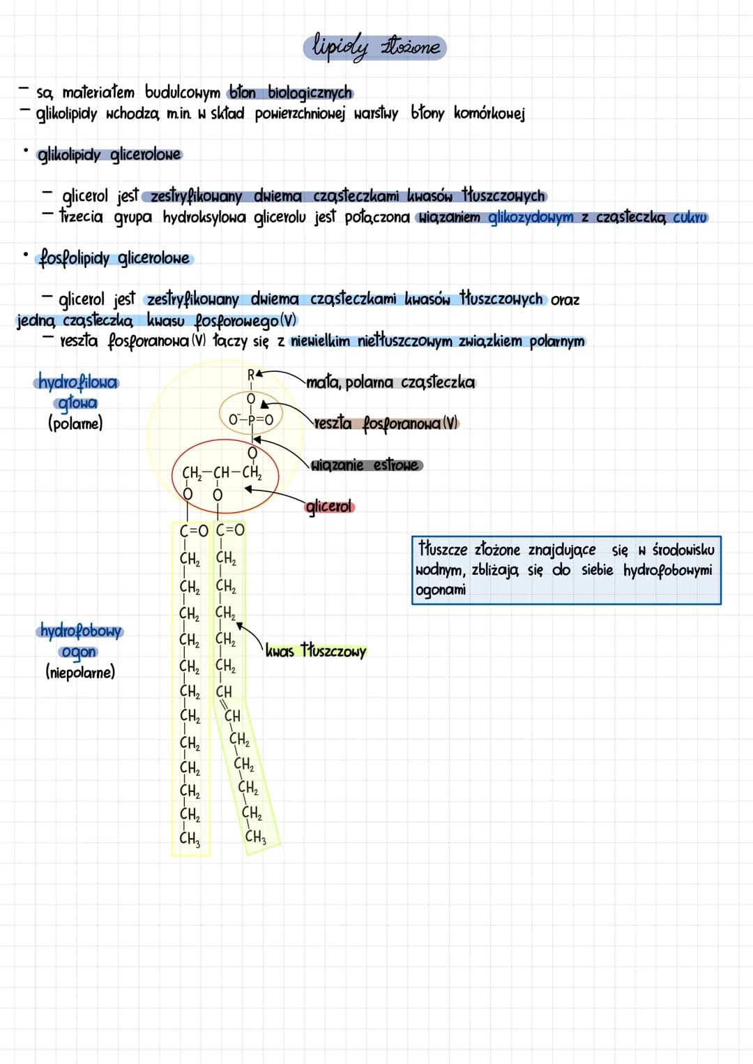 # lipidy
proste
złożone
izoprenowe
alkohol + kwasy + dodatkowy
steroidy karotenoidy
tłuszcze
HOSki
tłuszczowe związek
właściwe
glicerol+w