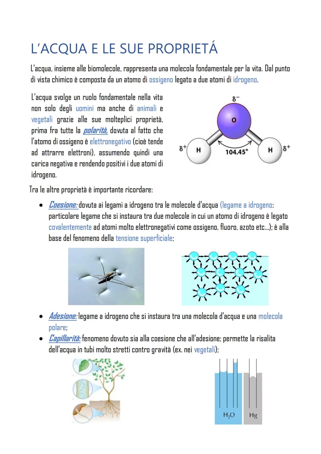 # L'ACQUA E LE SUE PROPRIETÁ
L'acqua, insieme alle biomolecole, rappresenta una molecola fondamentale per la vita. Dal punto
di vista chimi