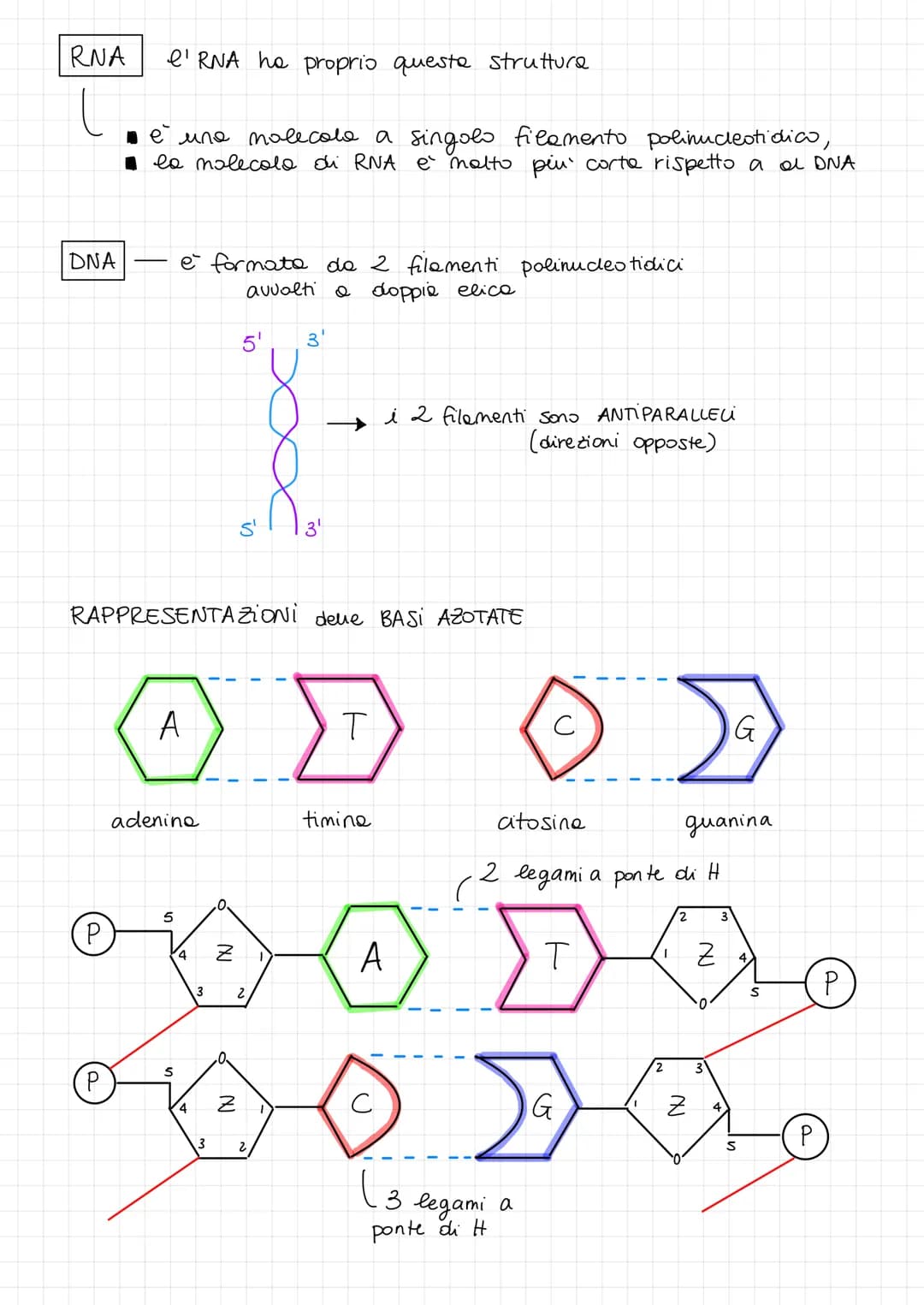 4 ACIDI NUCLΕΙΑ formati do
DNA RNA
Gli acidi nucleici sono dei POLIMERI
-0-0-0-0-0-0-0-0-
FUNZIONI:
DNA
Contiene ie patrimonio genetico