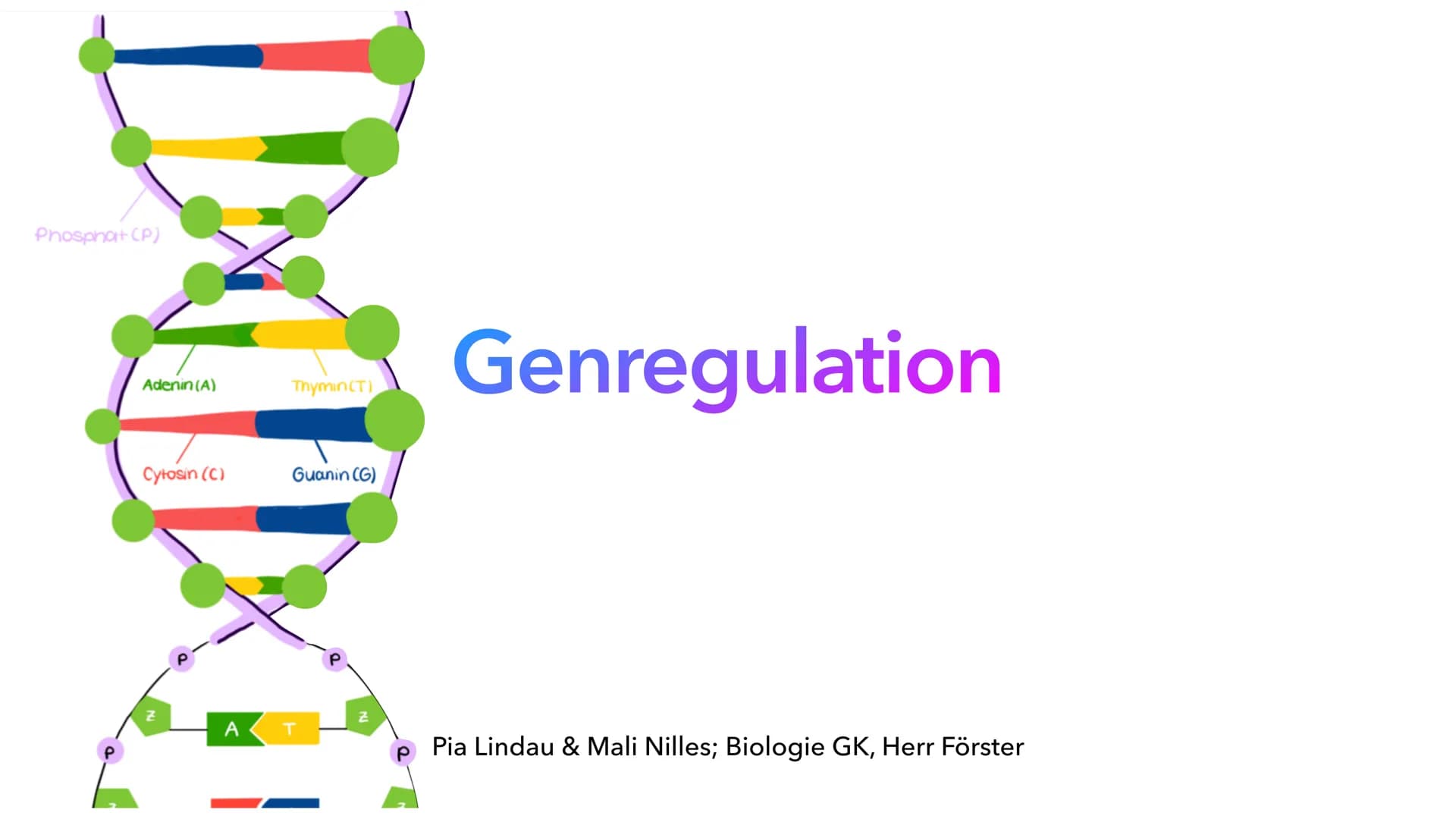 Phosphat (P)
Adenin (A)
Thymin(T)
Cytosin (C)
Guanin (G)
P
P
Genregulation
Z
Z
A
T
P
P
Pia Lindau & Mali Nilles; Biologie GK, Herr Fö