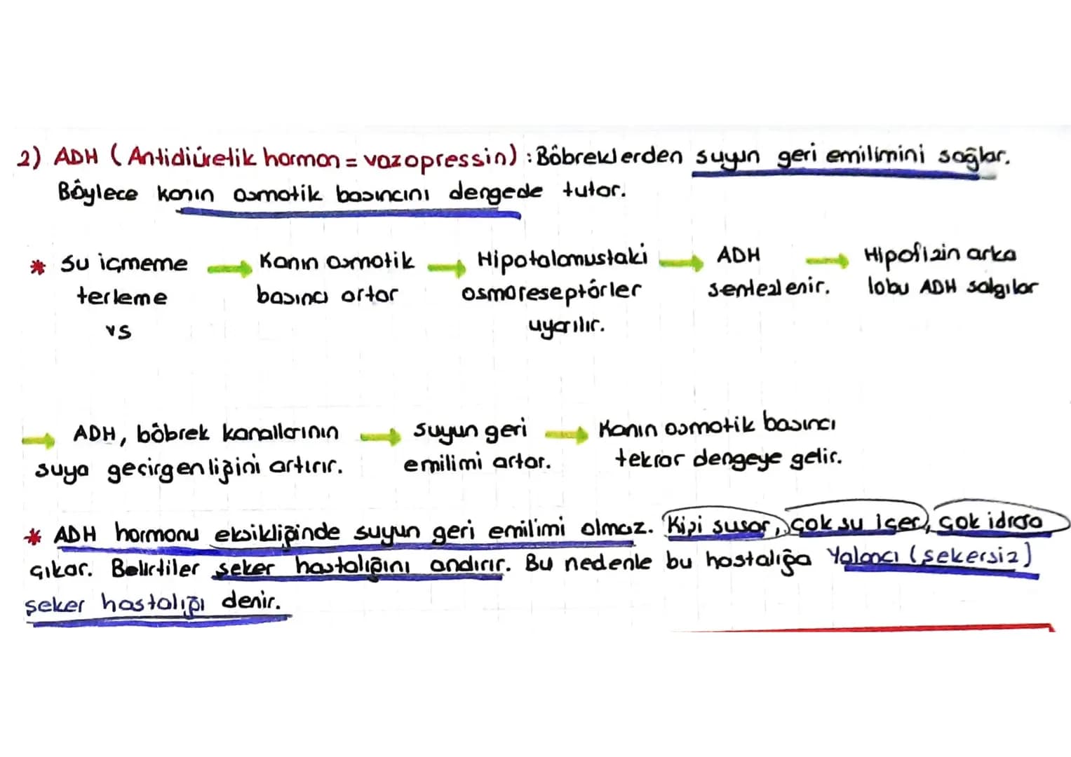 # Hipofizin ön lob hormonları
1) Büyüme hormonu = GH = STH = Somatotropik hormon: Büyümeyi sağlayan harman
dır. Özellikle kaslar ve kemikle