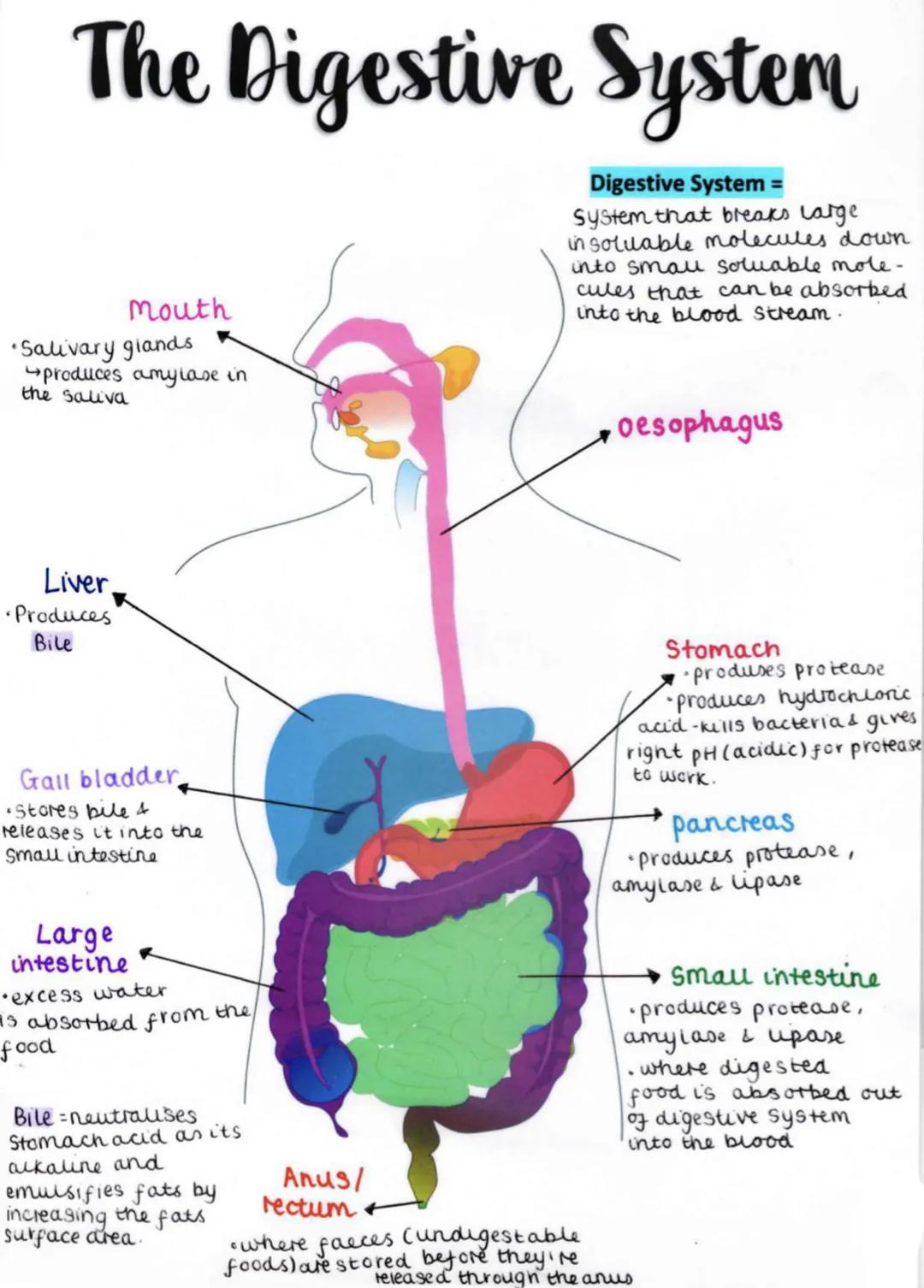# The Digestive System
## Mouth
* Salivary glands
produces amylase in
the saliva
## Digestive System =
System that breaks Large
in soluabl