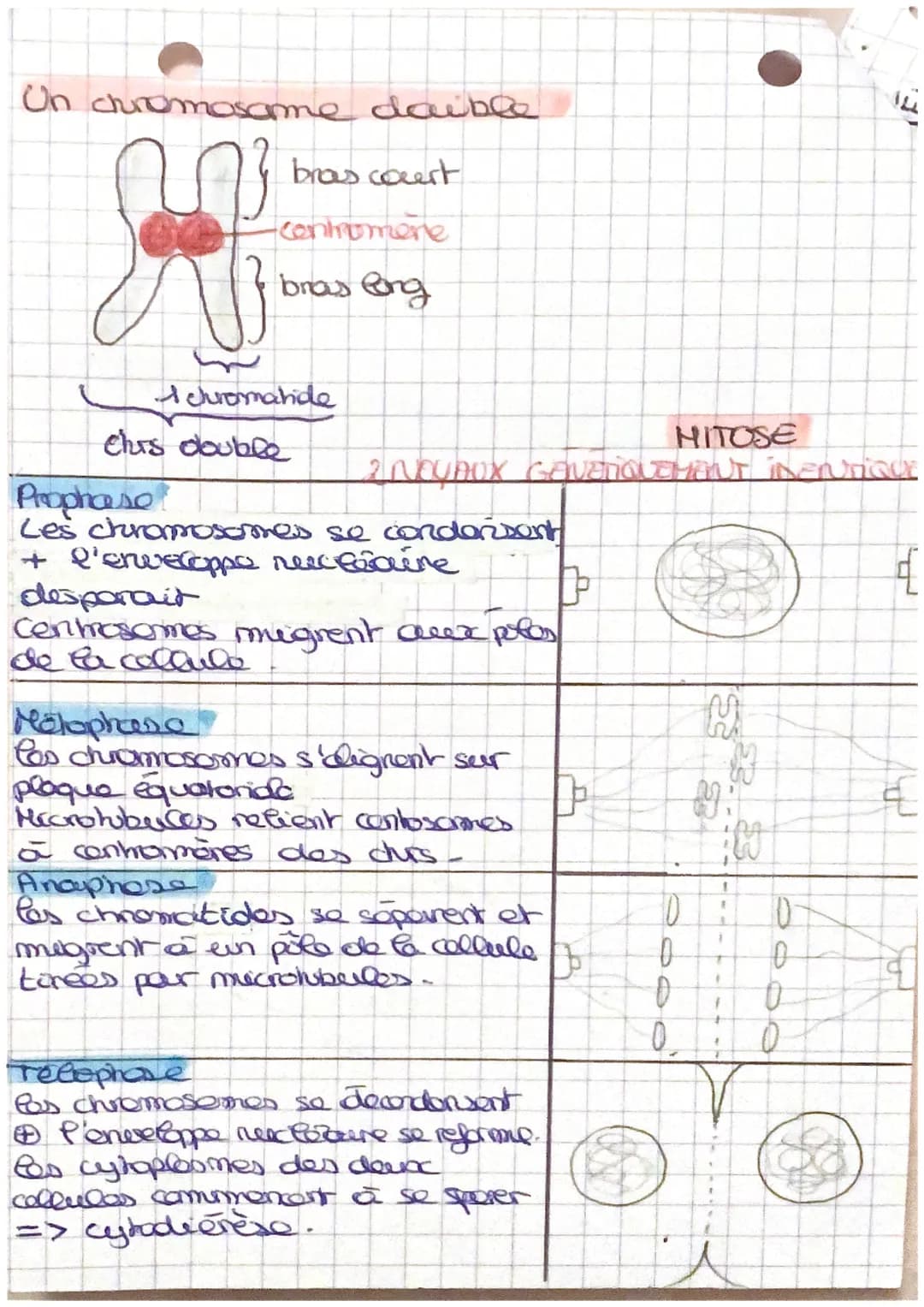 # LE CYCLE CECLUCAIRE
1. Stabreire caryotype au cours des cycles de dop
Cellule somatique non sexualle
On observe que
C samchique =>
:-