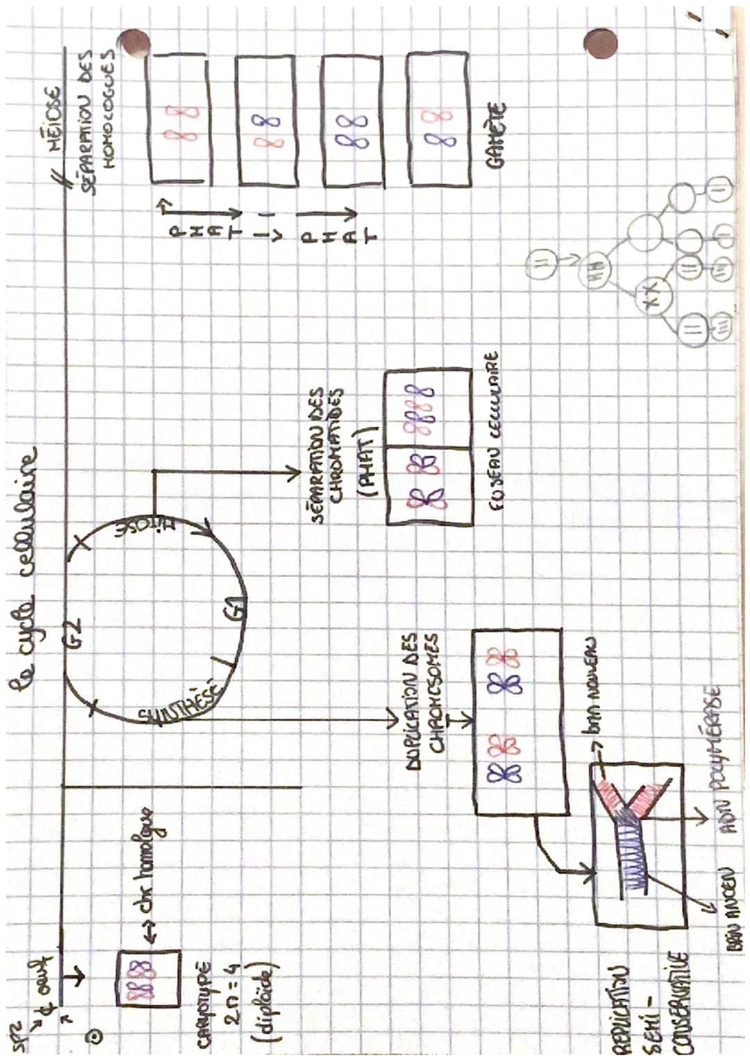 # LE CYCLE CECLUCAIRE
1. Stabreire caryotype au cours des cycles de dop
Cellule somatique non sexualle
On observe que
C samchique =>
:-