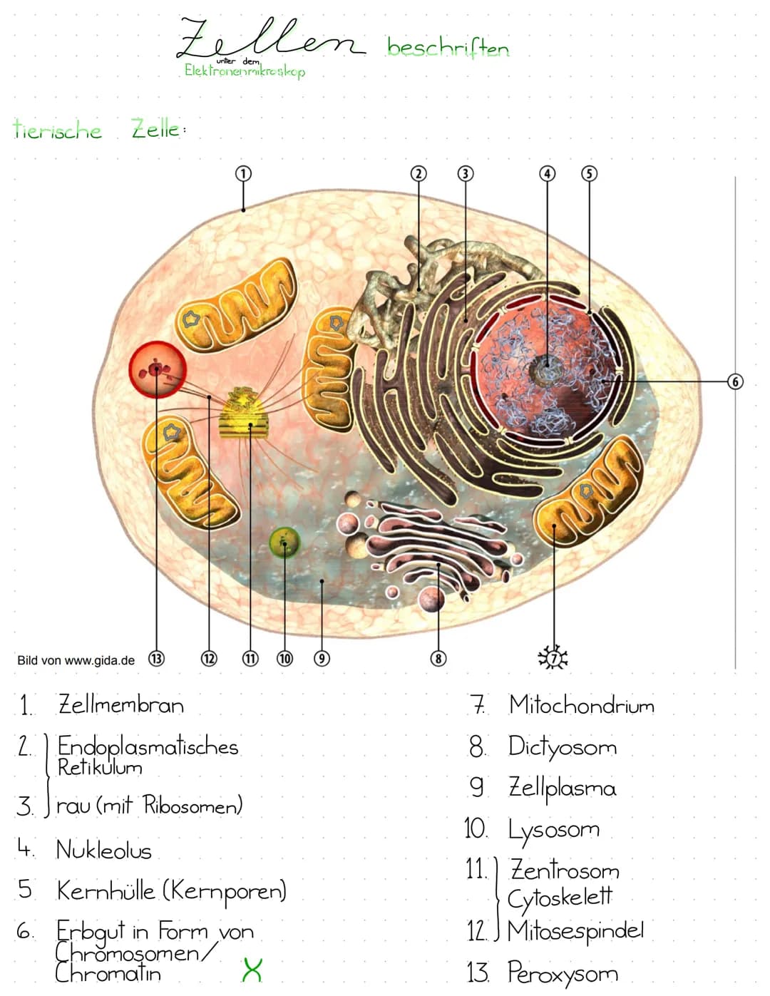 Zellen beschriften.
unter dem
Elektronenmikroskop.
pflanzliche Zelle:
2
Bild von www.gida.de
14
13
12
11
8. Nukleolus
1. Zellwand
2