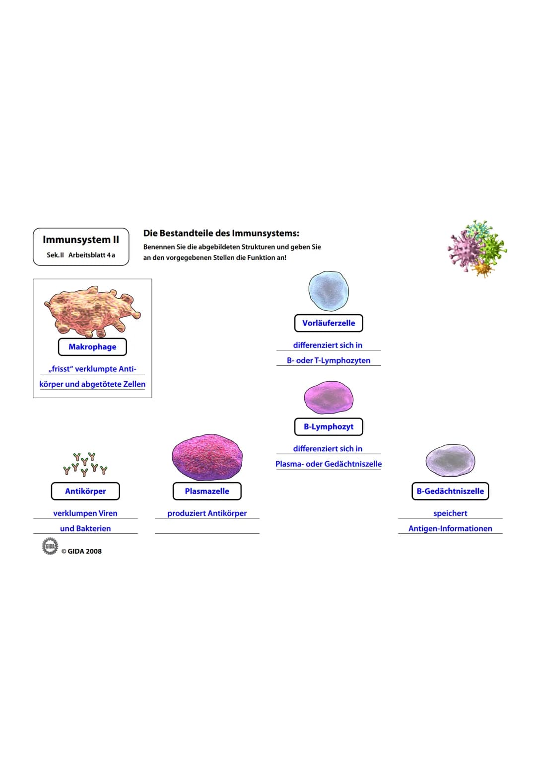 Immunsystem II
Sek.II Arbeitsblatt 1
Bakterienzelle und Virus im Vergleich:
1. Beschriften Sie die vorliegenden Abbildungen und geben Sie i
