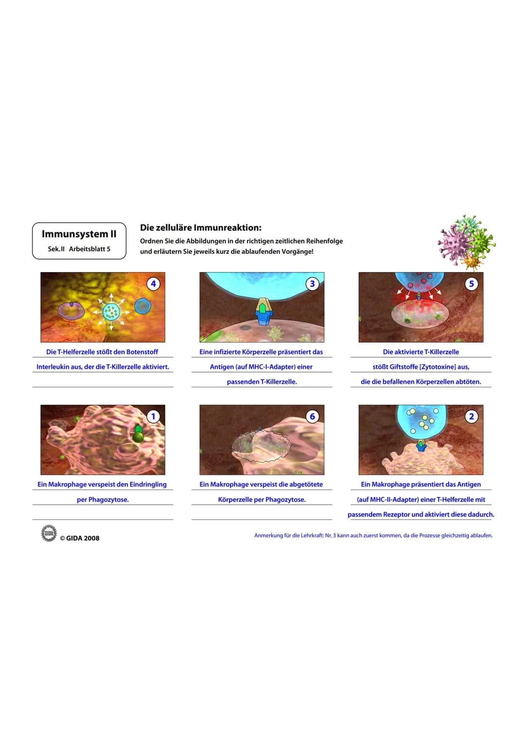 Immunsystem II
Sek.II Arbeitsblatt 1
Bakterienzelle und Virus im Vergleich:
1. Beschriften Sie die vorliegenden Abbildungen und geben Sie i