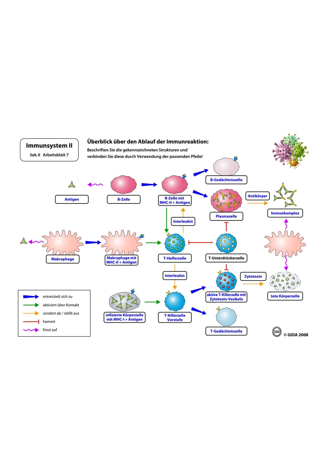 Immunsystem II
Sek.II Arbeitsblatt 1
Bakterienzelle und Virus im Vergleich:
1. Beschriften Sie die vorliegenden Abbildungen und geben Sie i