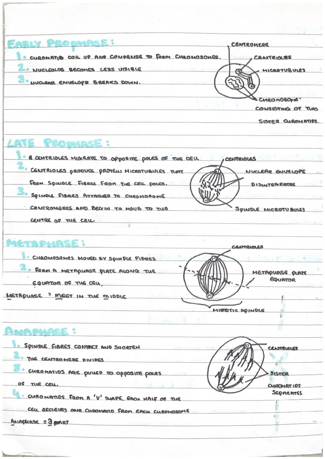 # Mitosis
MITOSIS = NUCLEAR DIVISION
* PRODUCES TWO GENETICALLY IDENTICAL DAUGHTER CRUS.
MITOSIS IS A CONTINUOUS SEQUENG BUT DIVIDED IN