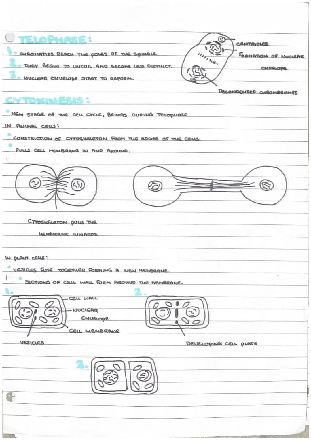 # Mitosis
MITOSIS = NUCLEAR DIVISION
* PRODUCES TWO GENETICALLY IDENTICAL DAUGHTER CRUS.
MITOSIS IS A CONTINUOUS SEQUENG BUT DIVIDED IN