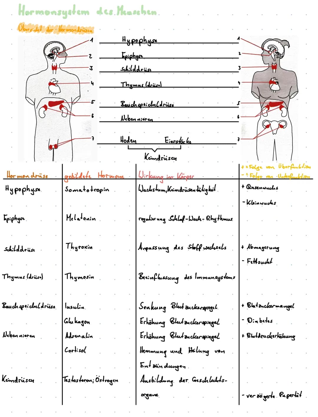 # Hormonsystem des. Thuschen.
Übersicht der. Her wondrüsen
1 Hypophyse
2 Epiphyse
3 Schilddrüse
4 Thymus (drüse)
5 Baruch speiche(drüs