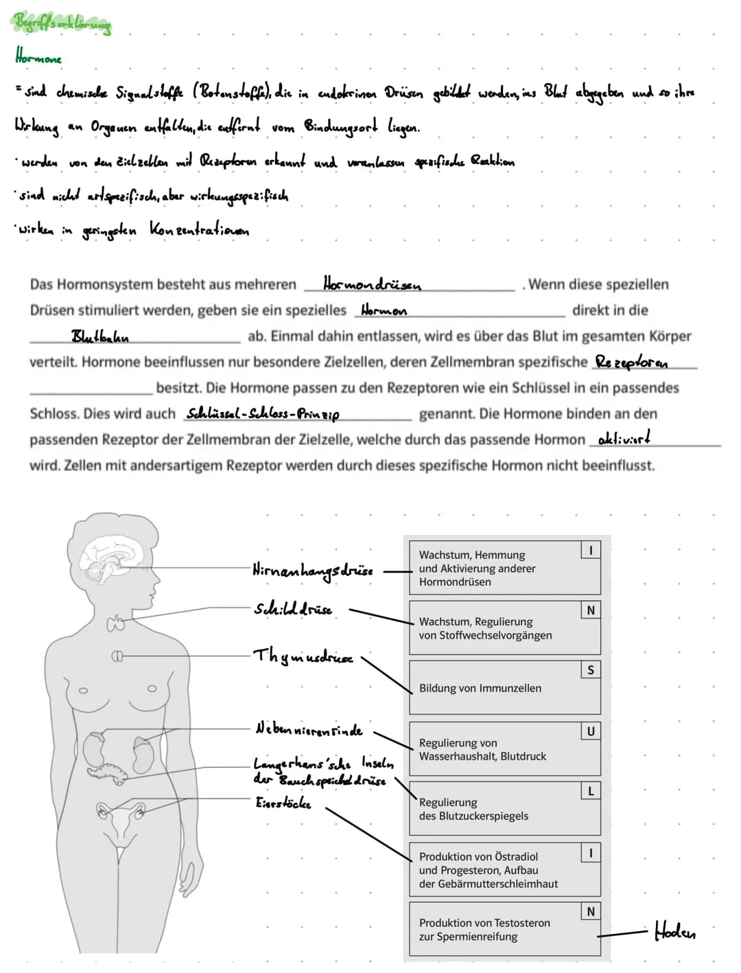 # Hormonsystem des. Thuschen.
Übersicht der. Her wondrüsen
1 Hypophyse
2 Epiphyse
3 Schilddrüse
4 Thymus (drüse)
5 Baruch speiche(drüs