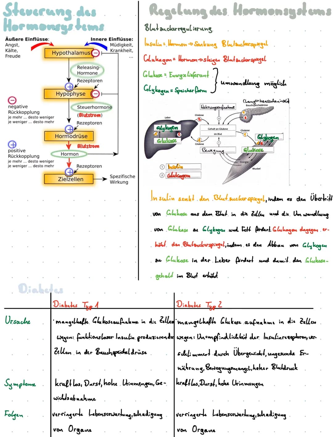 # Hormonsystem des. Thuschen.
Übersicht der. Her wondrüsen
1 Hypophyse
2 Epiphyse
3 Schilddrüse
4 Thymus (drüse)
5 Baruch speiche(drüs
