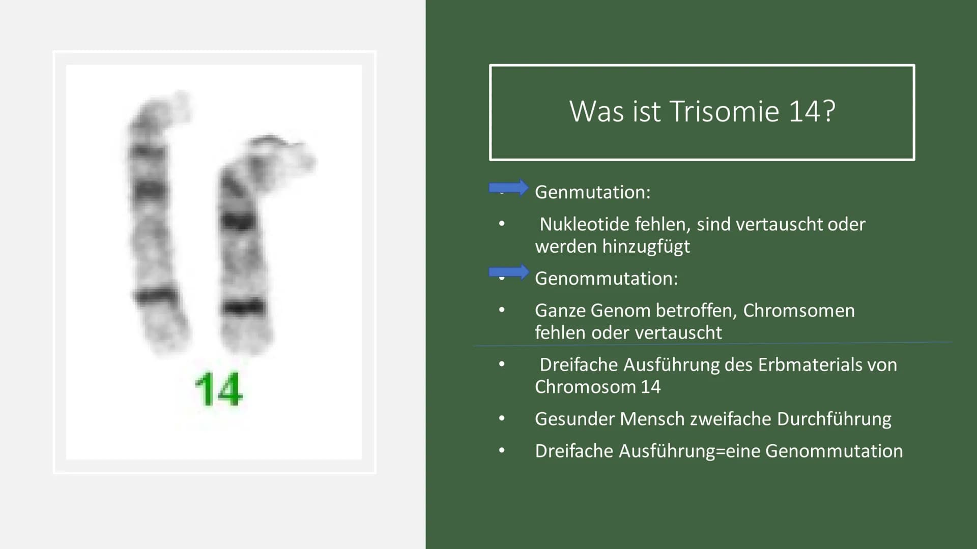 Trisomie 14 # Struktur
- Was ist Trisomie 14?
- Häufigkeit
- Formen
- Symptome
- Diagnose
- Therapie 14
Was ist Trisomie 14?
$
\longright
