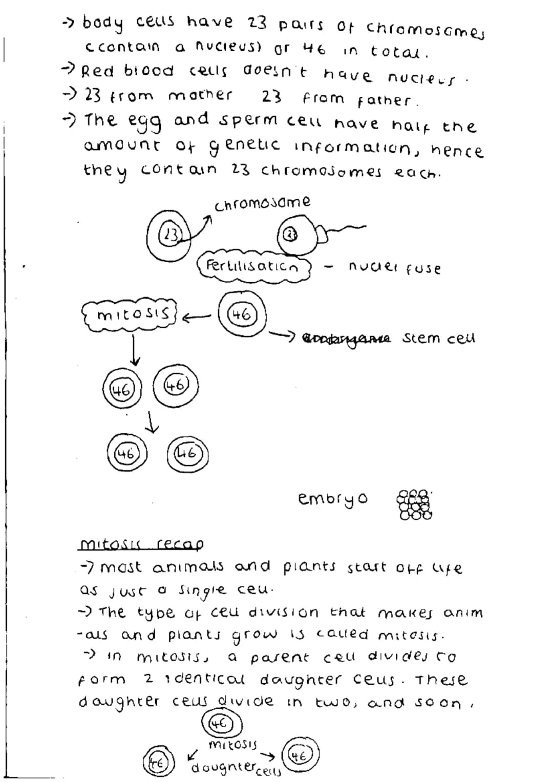 → body ceus have 23 pairs of chromosomes
ccontain a nucleus) or 46 in total.
→Red blood cells doesn't have nucleus.
→23 from mother 23 from