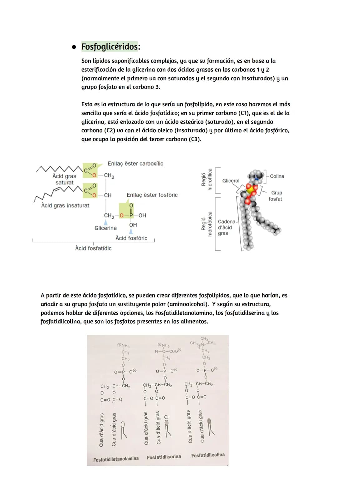 # Lípidos
## Características de los lípidos:
* Propiedades de los lípidos:
Los lípidos son biomoléculas orgánicas, que están formadas p