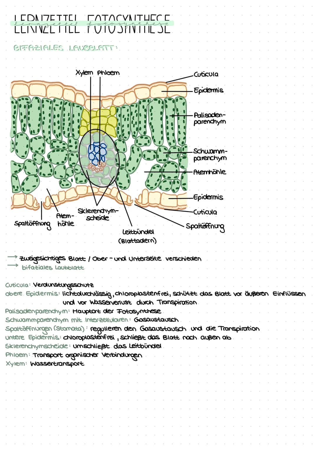 # LEDNJETTEI COTOCYNTHEС С
# LLIVINELTILL TUTOSINTTIL JL
# BIFAZIALES LAUBELATT:
Xylem Phloem
-Cuticula
-Epidermis
-Palisaden-
parenc