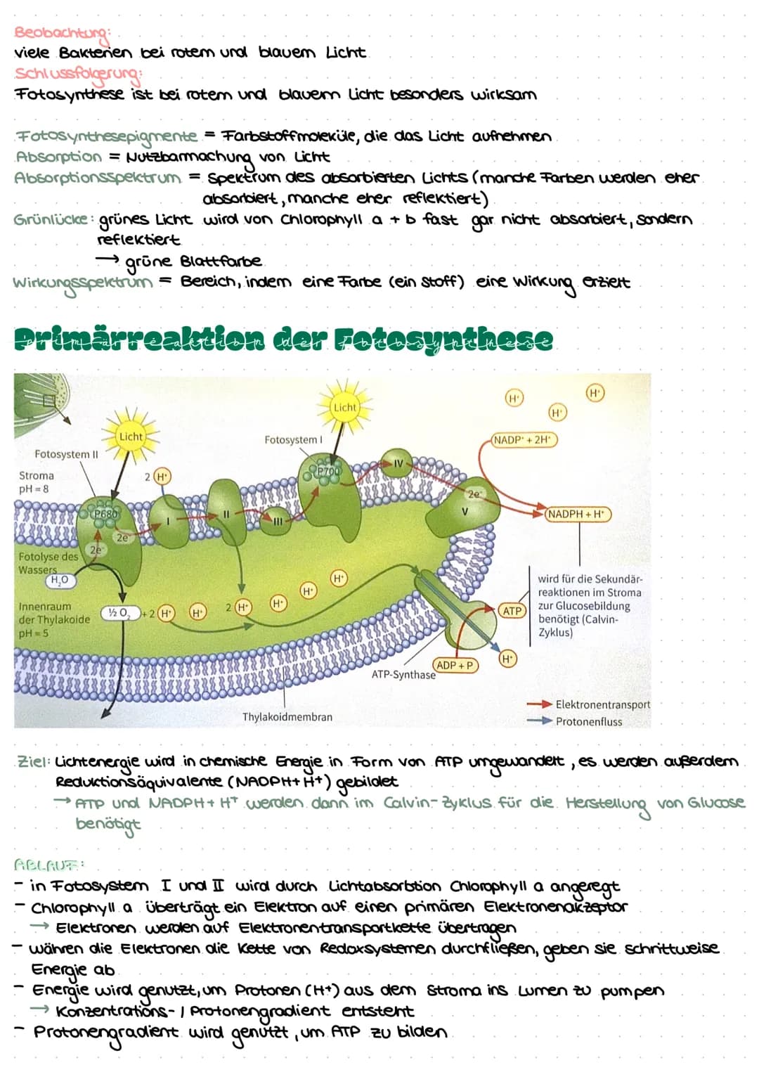 # LEDNJETTEI COTOCYNTHEС С
# LLIVINELTILL TUTOSINTTIL JL
# BIFAZIALES LAUBELATT:
Xylem Phloem
-Cuticula
-Epidermis
-Palisaden-
parenc