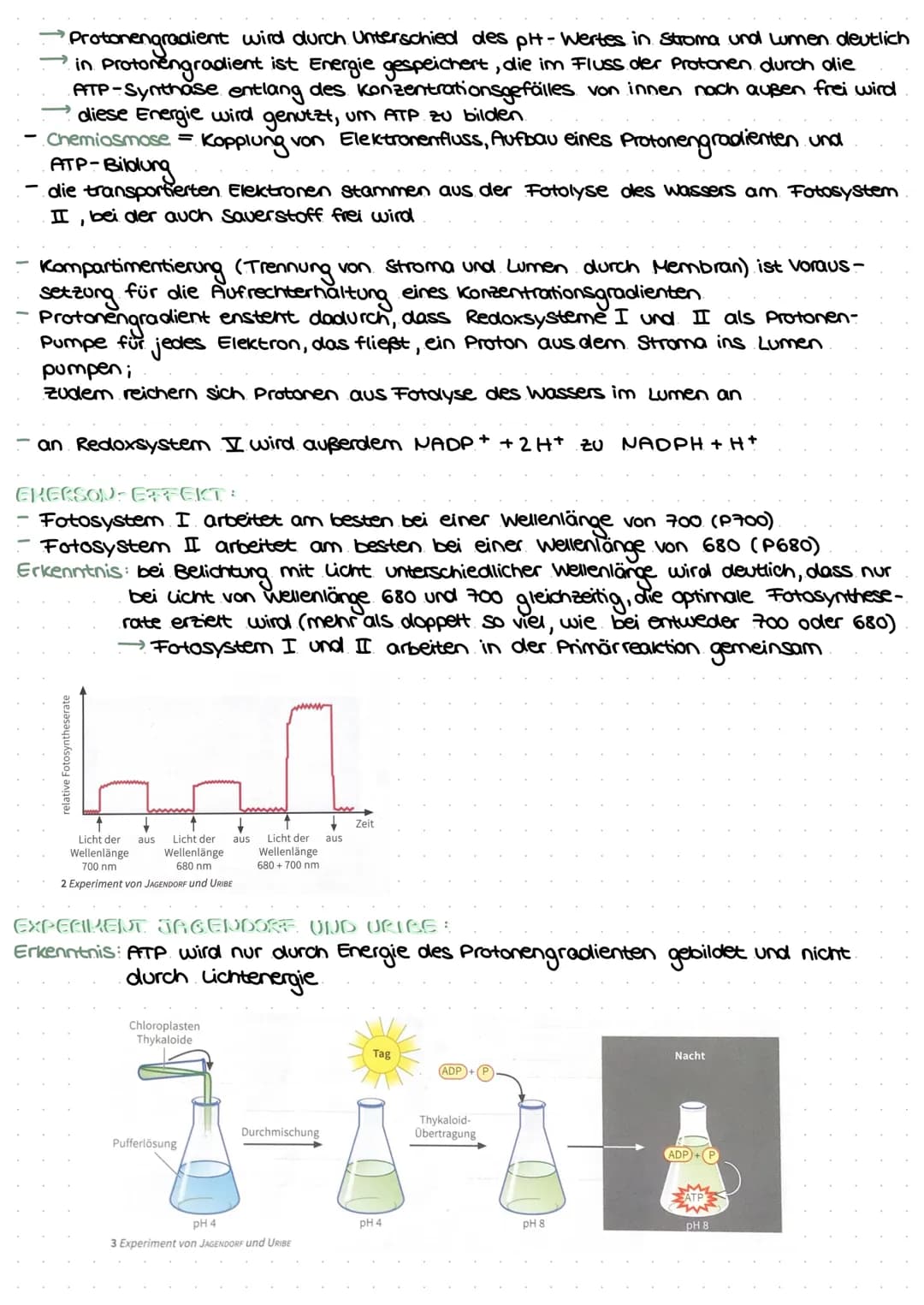 # LEDNJETTEI COTOCYNTHEС С
# LLIVINELTILL TUTOSINTTIL JL
# BIFAZIALES LAUBELATT:
Xylem Phloem
-Cuticula
-Epidermis
-Palisaden-
parenc