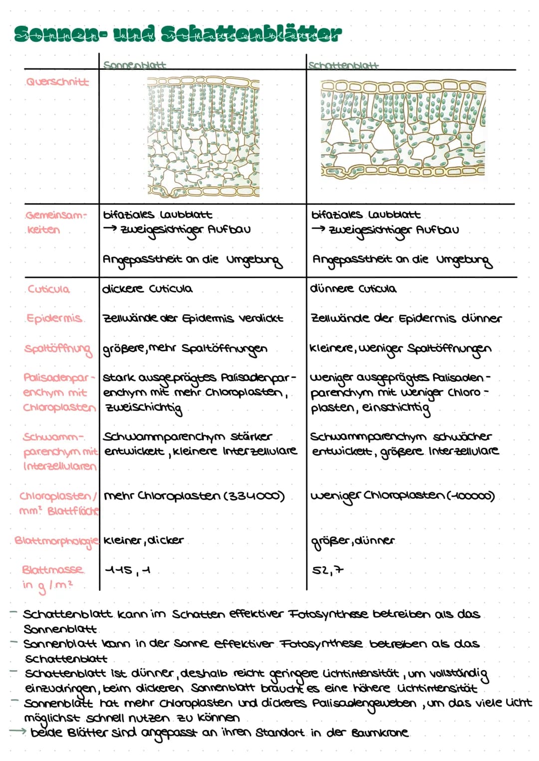 # LEDNJETTEI COTOCYNTHEС С
# LLIVINELTILL TUTOSINTTIL JL
# BIFAZIALES LAUBELATT:
Xylem Phloem
-Cuticula
-Epidermis
-Palisaden-
parenc