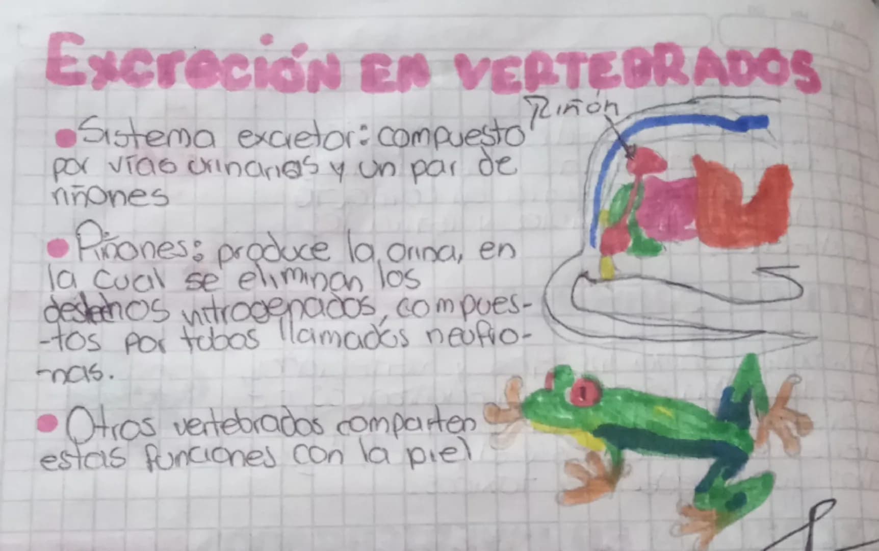 # Sexcreción
EN
LOS SERES VIVOS
-¿QUÉ ES?
Sustancias de deshecho se producen como
Proceso de cual loan geres vivos peliminan los
resultad