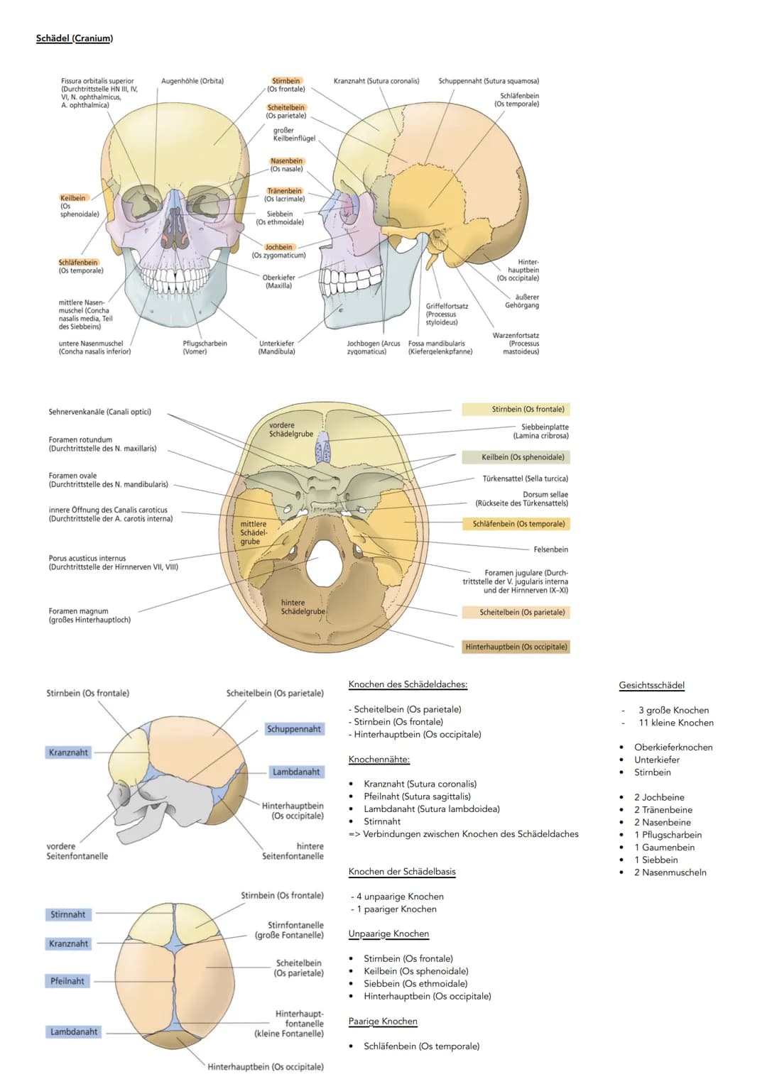 # Anatomie
Hauptachsen des Körpers
-Frontalebene
Achsen:
* Längsachse
* Querachse
* Pfeilachse
- Longitudinalächse (oben-unten)
-T