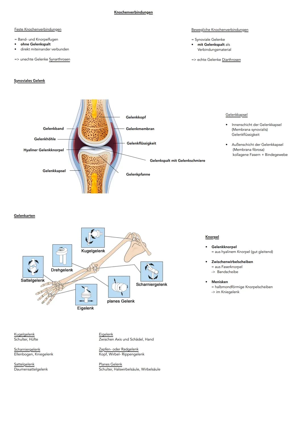 # Anatomie
Hauptachsen des Körpers
-Frontalebene
Achsen:
* Längsachse
* Querachse
* Pfeilachse
- Longitudinalächse (oben-unten)
-T