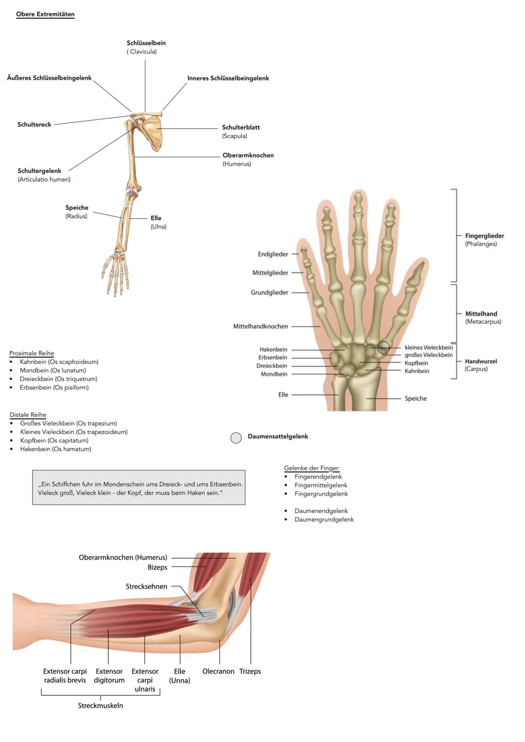 # Anatomie
Hauptachsen des Körpers
-Frontalebene
Achsen:
* Längsachse
* Querachse
* Pfeilachse
- Longitudinalächse (oben-unten)
-T