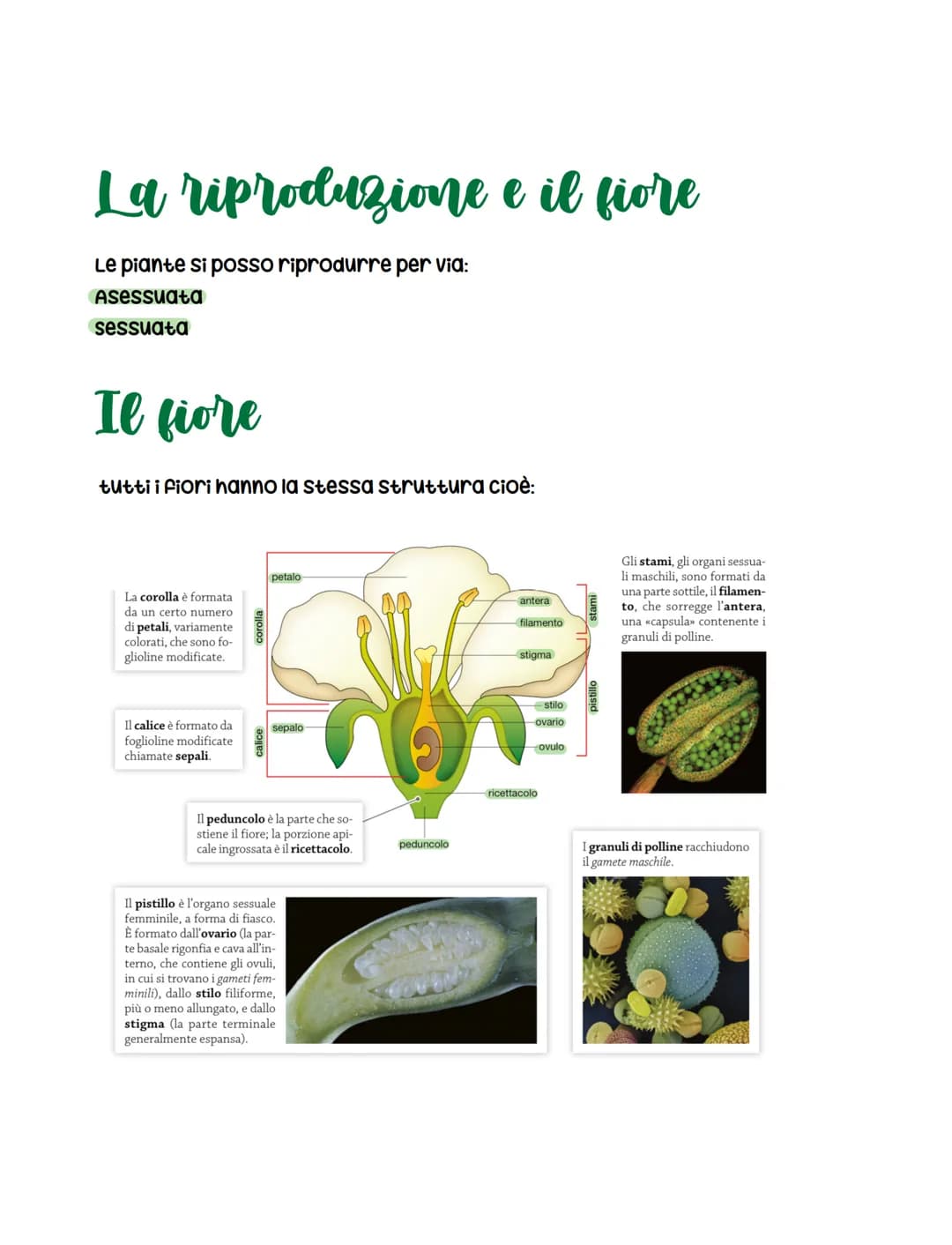 <h2>Metodi di riproduzione delle piante</h2>
<p>Le piante hanno la capacità di riprodursi attraverso due vie: asessuata e sessuata. Il fior