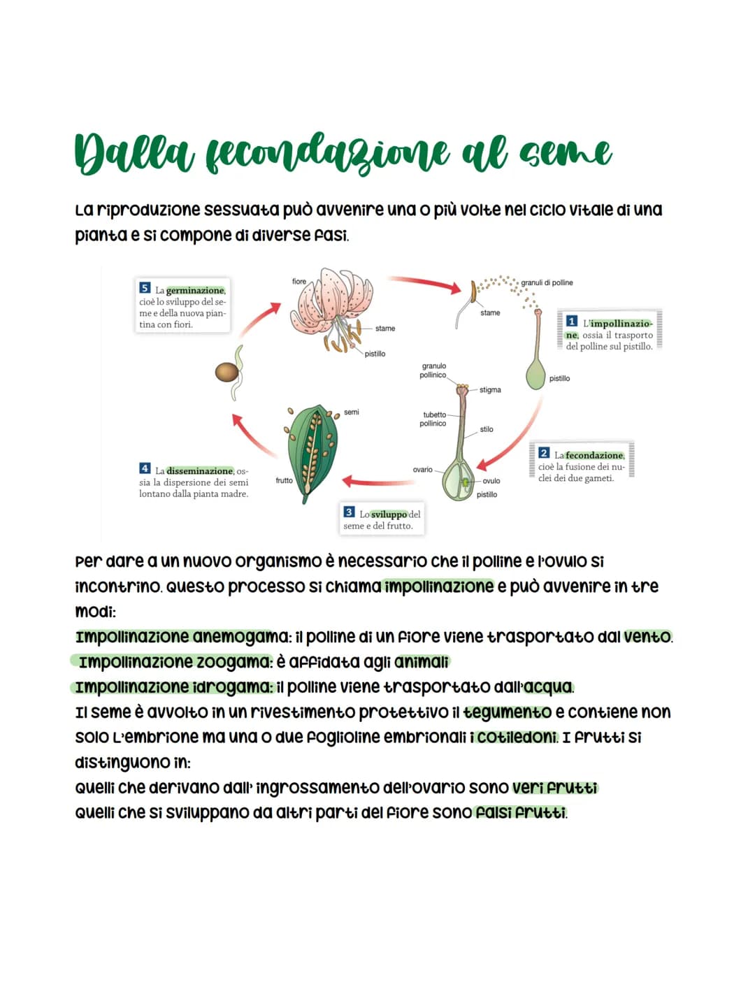 <h2>Metodi di riproduzione delle piante</h2>
<p>Le piante hanno la capacità di riprodursi attraverso due vie: asessuata e sessuata. Il fior