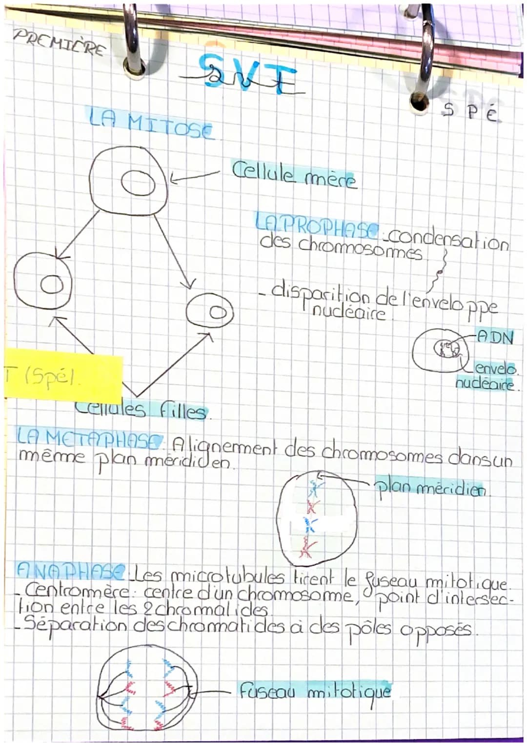 PREMIÈRE
SVE
LA MITOSE
Cellule mère
SPé
LAPROPHASE.Condensation
des chromosomes
-disparition de l'enveloppe
nucléaire
T (Spél
Cellul