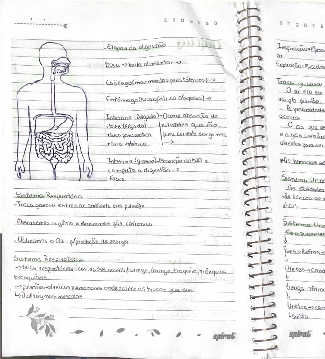 TQQSSD
STQQSSD
# Ciencias
## Tema 1 "Crescimento e mudanças no corpo"
Meninas
-Imestruação
-mamas
-pelos pubianos
Meninos
-402
-pelos pubian