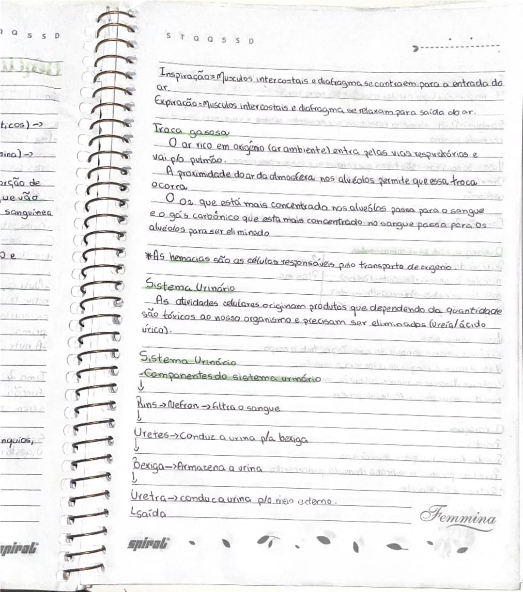 TQQSSD
STQQSSD
# Ciencias
## Tema 1 "Crescimento e mudanças no corpo"
Meninas
-Imestruação
-mamas
-pelos pubianos
Meninos
-402
-pelos pubian