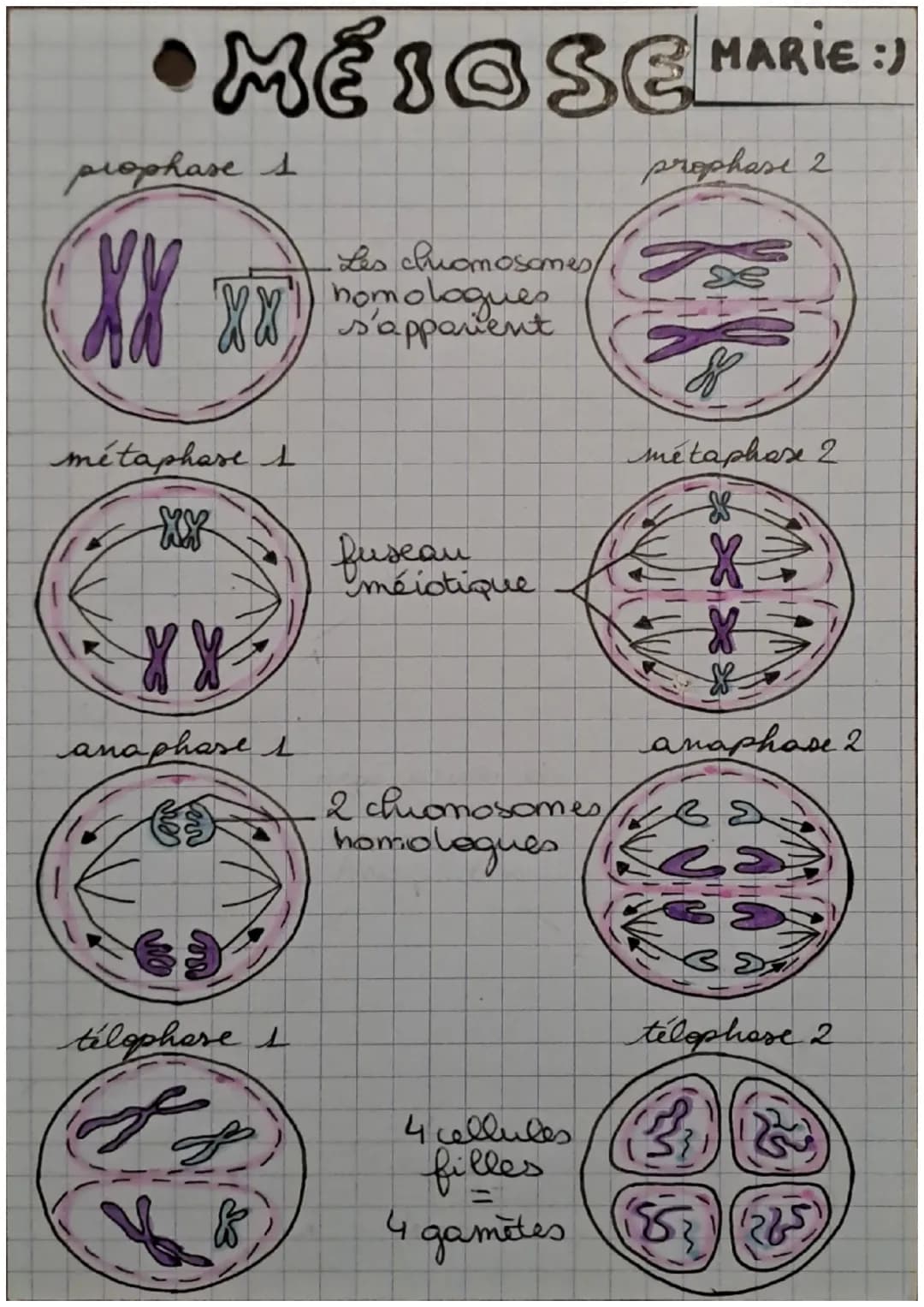 # MESOSE HARIE :)
prophase 1
prophase 2
-Les chromosomes/
appavent
métaphase 1
métaphase 2
fuseratique
anaphase 1
télophore 1
anaph