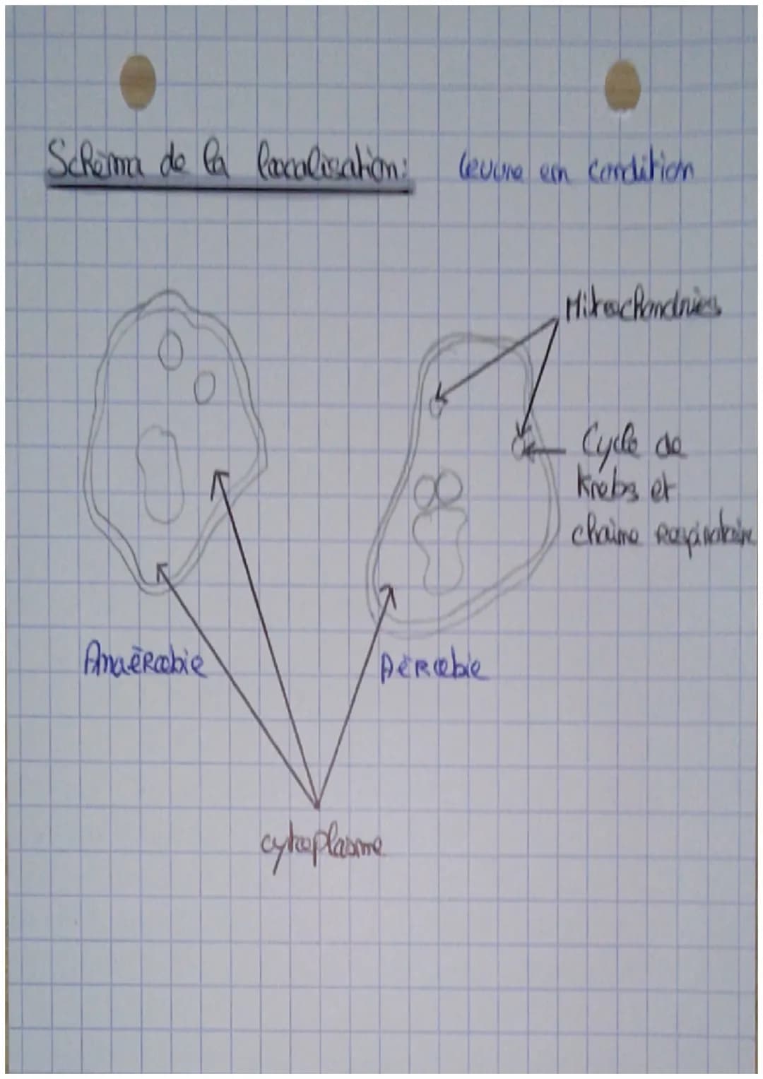 Bicechimie
La Respiration:
Definition:
-Catabolisme =
l'emsemble des Reactions qui
abacutissent à la formationd
vaniés à partir de la deg